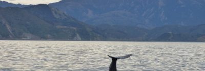 Día 13, Kaikoura y avistamiento de cachalotes